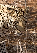 Leopard Kruger National Park SA (Wild)