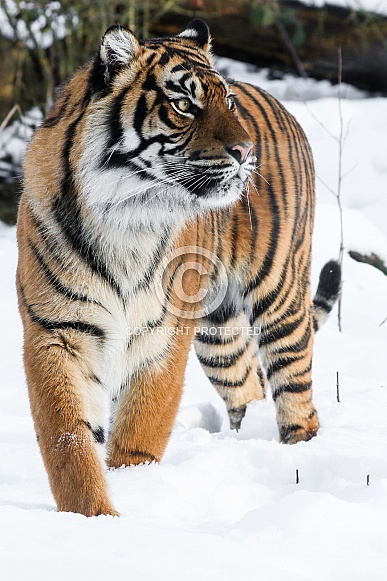 Sumatran tiger