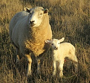 Perandale Sheep