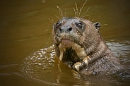 Giant Otter Swimming Head Out Of Water