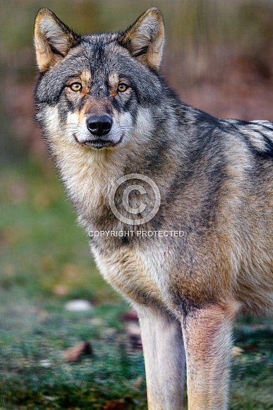 Wolf posing