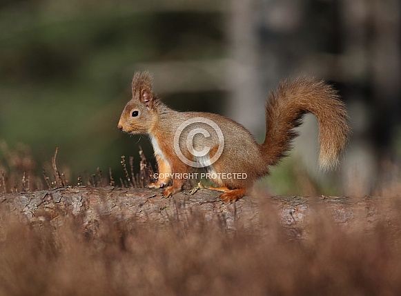 Red Squirrel