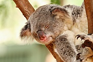 Koala (eyes closed)