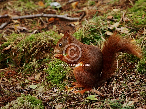 Red Squirrel in the forest