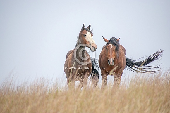 Wild Horse (Equus caballus)