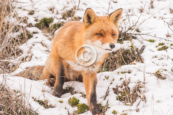 Red Fox