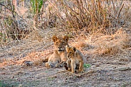 Lioness with Cub