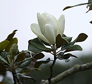 Southern White Magnolia Bud