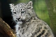 Snow Leopard Cub