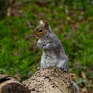 Grey Squirrel