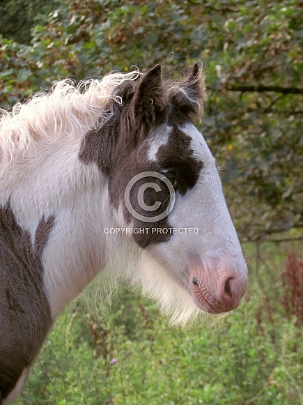 Foal
