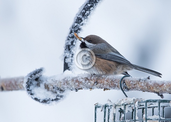 Boreal Chickadee in Winter