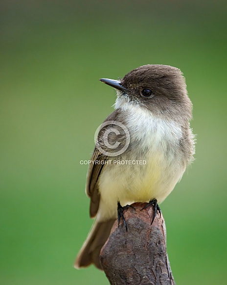 Eastern Phoebe