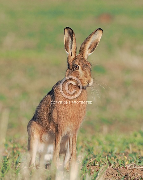 Brown Hare Brown Hare