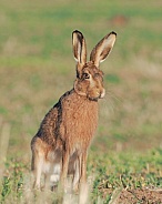 Brown Hare
