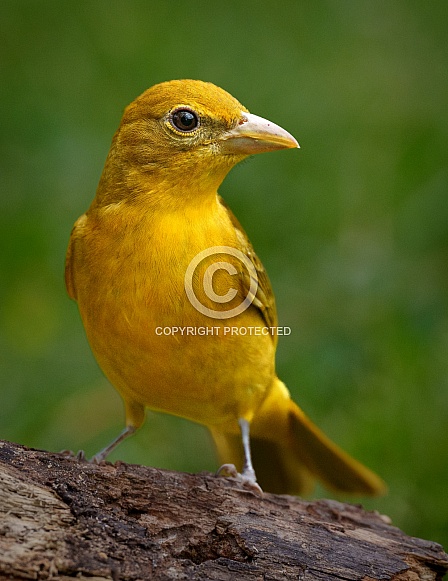 Female Summer Tanager