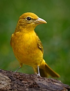 Female Summer Tanager