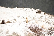 Coyote in winter
