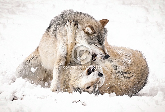 Gray Wolf