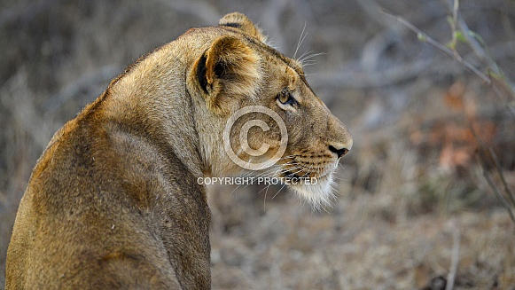 Wild lioness