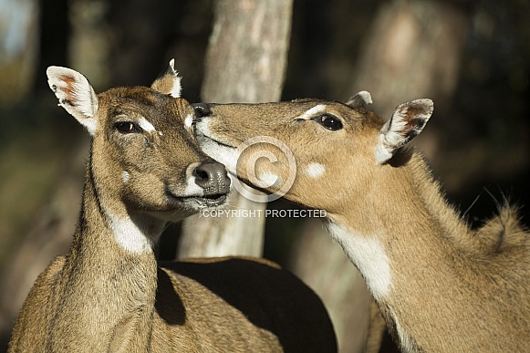 Nilgai Nilgai