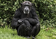 Chimpanzee Full Body Sitting Upright