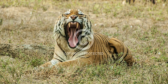 Bengal Tiger Bengal Tiger