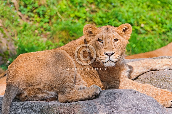 Lioness