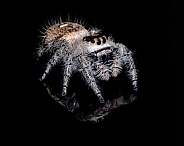 Regal Jumping Spider