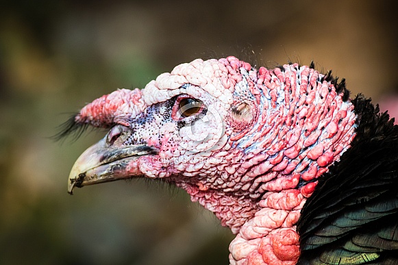 Turkey head close-up