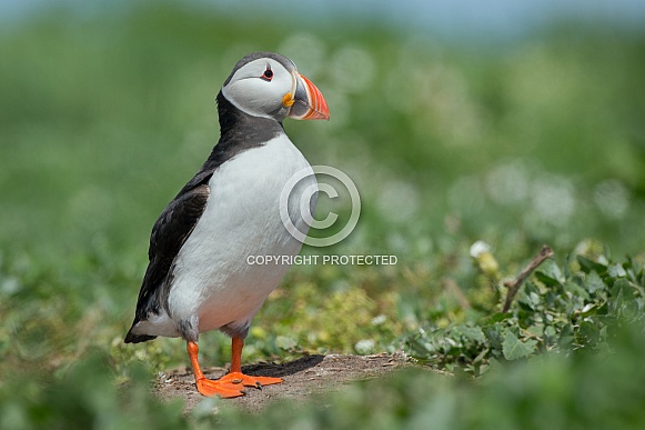 Puffin