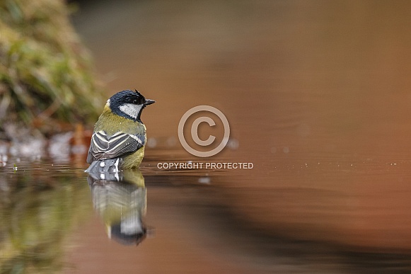 The great tit (Parus major)