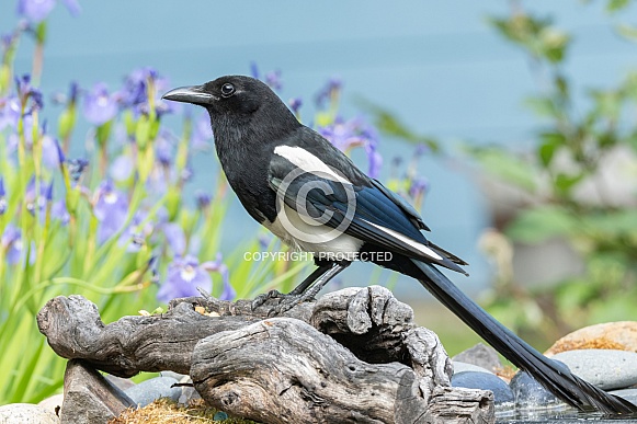 A Eurasian Magpie Closeup in Alaska A Eurasian Magpie Closeup in Alaska