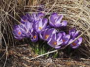 Crocussus