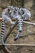 Ring-Tailed Lemur Group