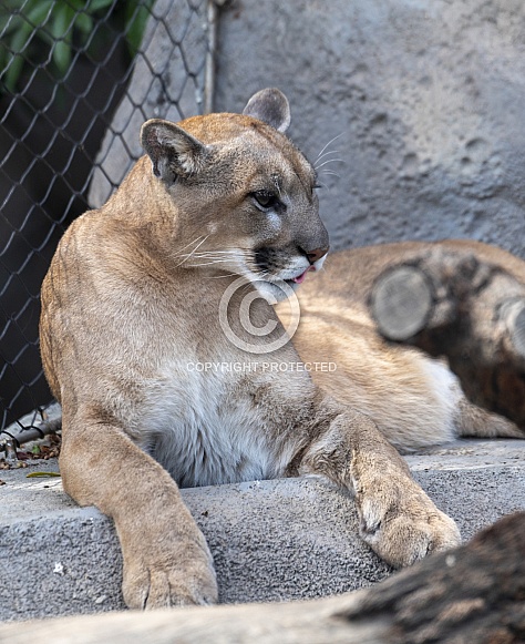 Puma at the zoo on a rock