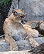 Puma at the zoo on a rock