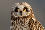 Short Eared Owls