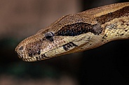 Boa Constrictor