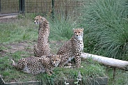 Three Cheetah Brothers
