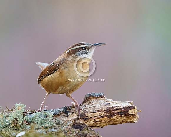 Carolina Wren