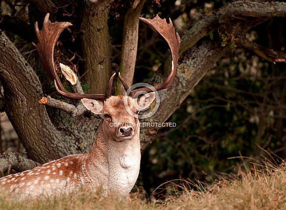 Fallow Deer