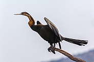 African Darter (Anhinga rufa) - Botswana