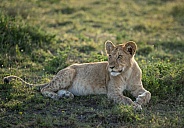 Lion cub in the early morning with the sunrise on his back