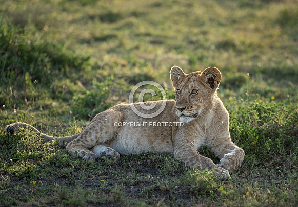Lion cub in the early morning with the sunrise on his back