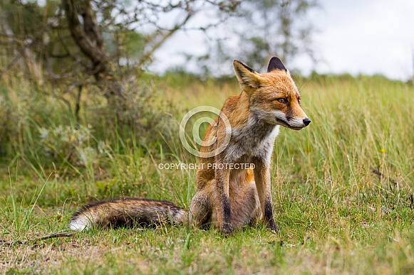 Red Fox sitting in the grass Red Fox sitting in the grass