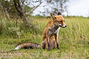 Red Fox sitting in the grass