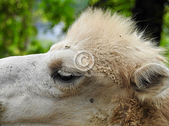 Dromedary Camel