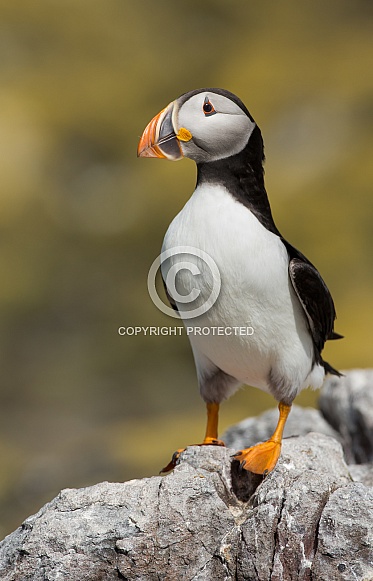 Puffin