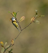 Blue Tit